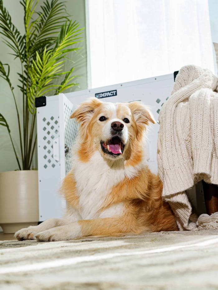 Australian Shepherd relaxing in a stylish living room with natural light and cozy decor.